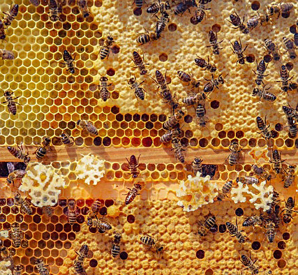 L’APIculteur & Musée des Abeilles