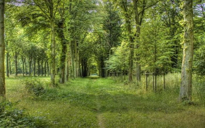 Forêt de Nieppe