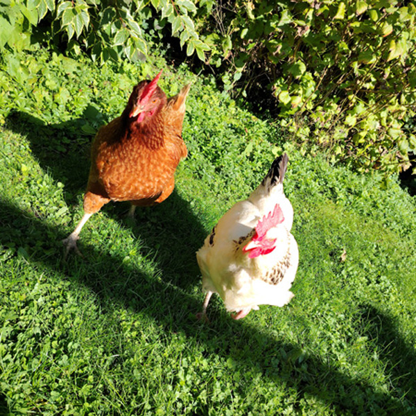 Les poules de la maison d'hôte ludique